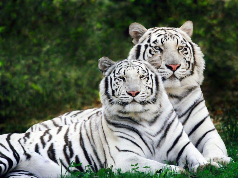 Animals - White Bengal Tigers Wallpapers - 0.1 Wallpaper 800x600